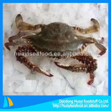 frozen crab blue swimming fresh water crab